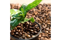 Image Coffee beans